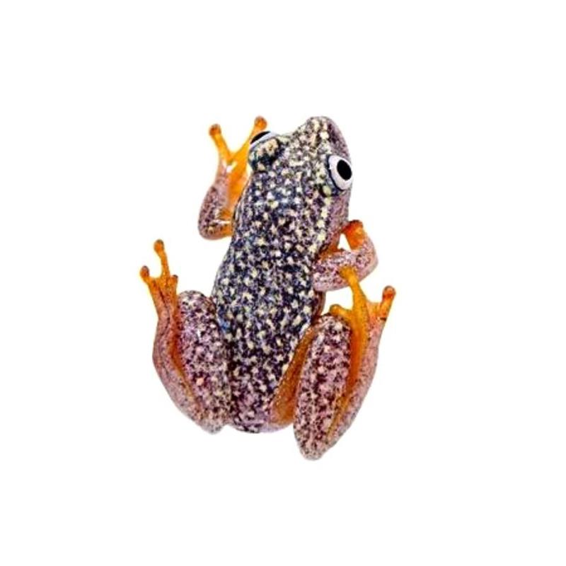 Heterixalus / alboguttatus  Whitebelly Reed Frog - imagine 4